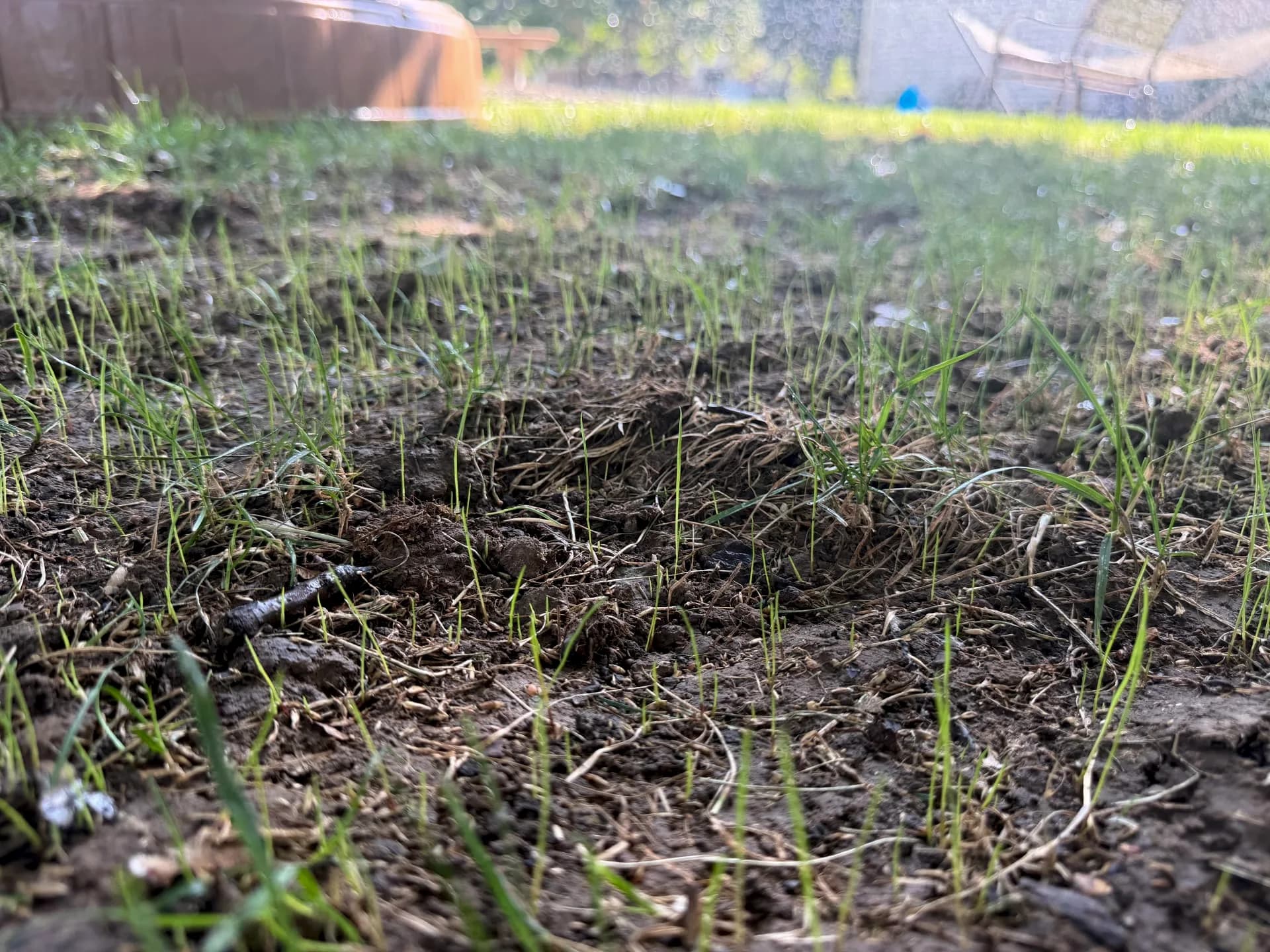 Ryan Mataway Overseeder — photo 3 of 14